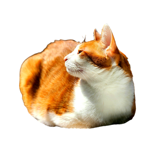 A Ginger And White Cat Lying Down Indoors In Warm Sunlight, Goyang Si, South Korea. 14420 - Cat PNG image with transparent background